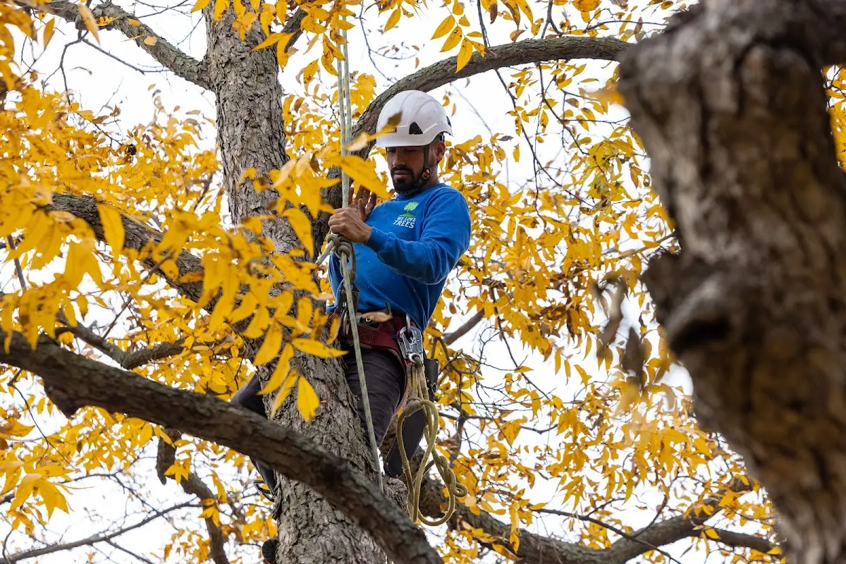 Skilled Emergency Tree Service crew working in Hallock