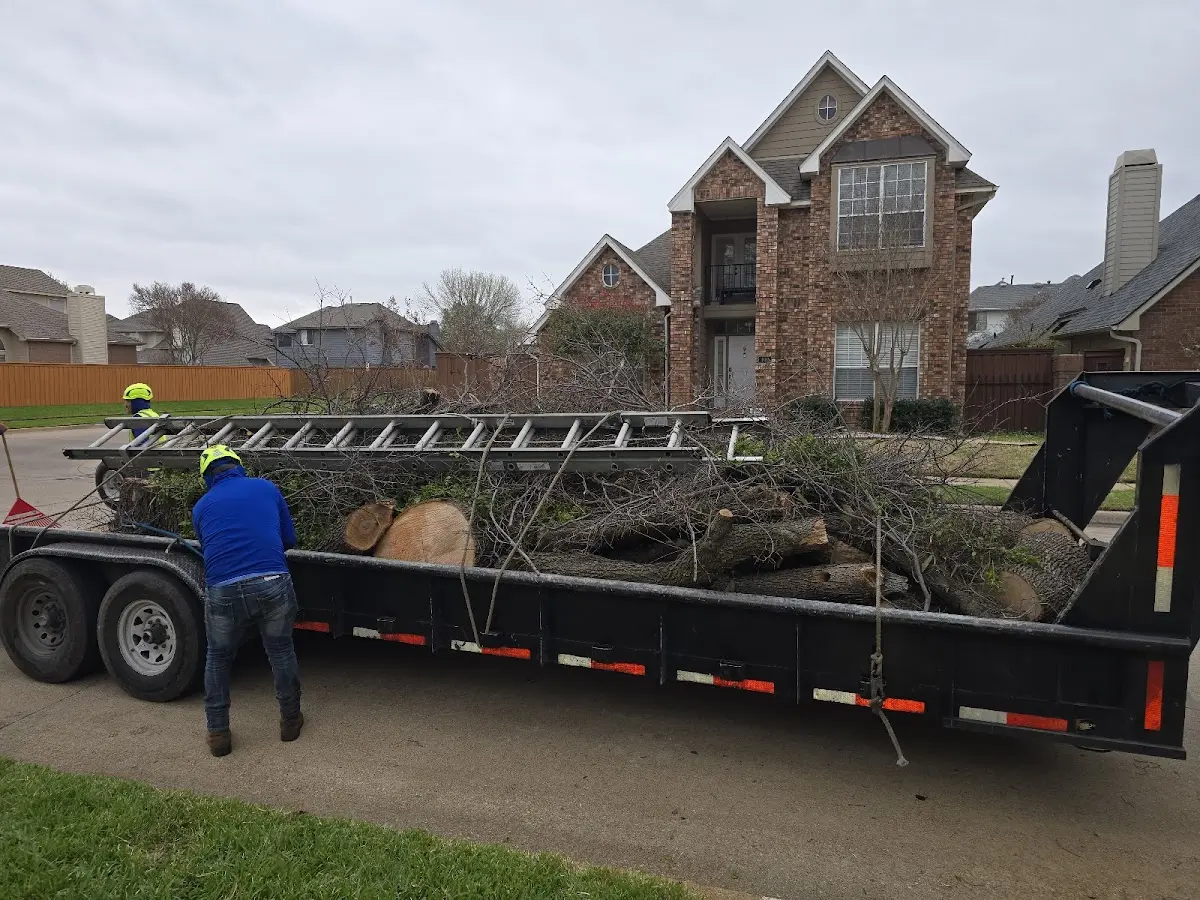 Expert Tree Pest Control with proper safety equipment in Hallock